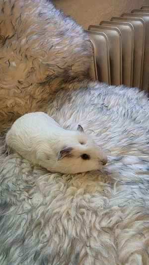 Meerschweinchen männlich weiss