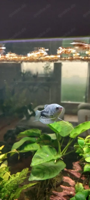 Aquarium Marmor Fadenfische