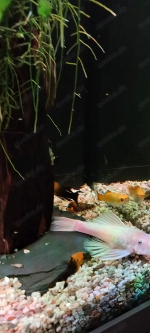 Aquarium Segelkärpflinge Paar