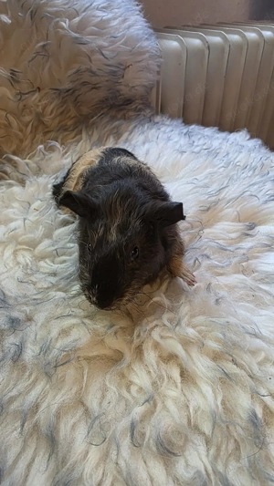 Meerschweinchen männlich schwarz creme