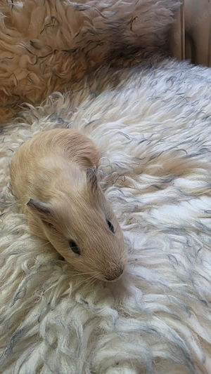 Meerschweinchen weiblich creme