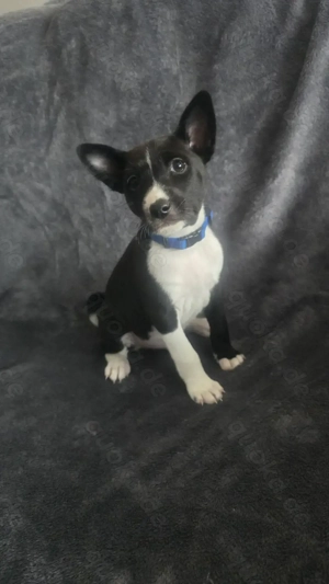 Reinrassige Basenji Welpen 