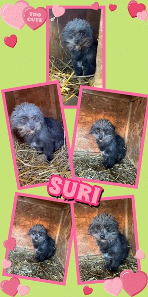kleine, wunderschöne Hündin "Suri" sucht ein liebevolles neues Zuhause 