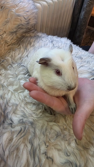 Meerschweinchen weiblich weiss