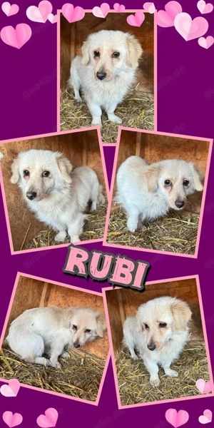 wunderschöne, kleine Hündin "Rubi" hast Du ein Körbchen frei für mich ?