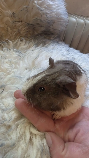 Meerschweinchen männlich braun loh weiss