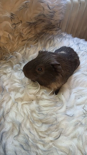 Meerschweinchen männlich braun creme