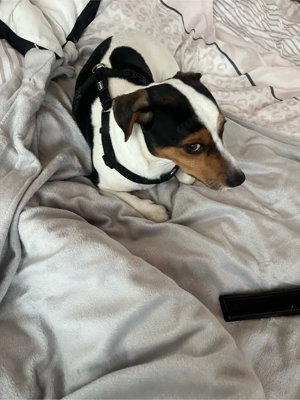 chico sucht ein zuhause 