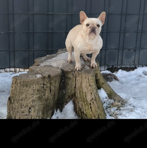 Französische Bulldoggen Weibchen 