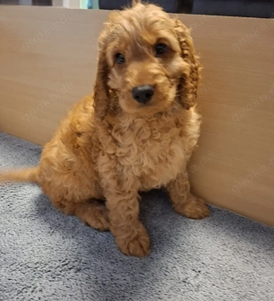 Cockapoo Welpen F1 Abgabebereit!