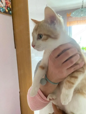 Roter Katerchen 9 Wochen in Nürnberg sucht ein neues zu Hause 