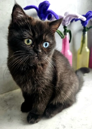 Britisch Kurzhaar, sehr selten.