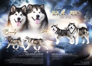 Alaskan malamute welpen mit fci pedigree