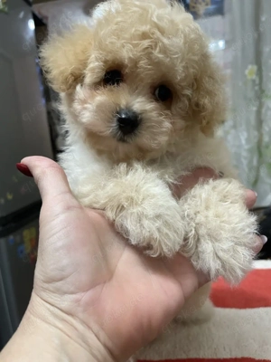 Maltipoo Welpen verkaufen