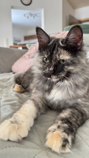 Kurilian Bobtail Langhaar Kitten   Kätzchen  Katze   Katzen   Kater 