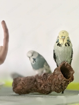 Junger Schauwellensittich | Männchen | Wellensittich