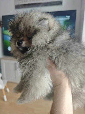 pommerian mini weibchen  Bild 2