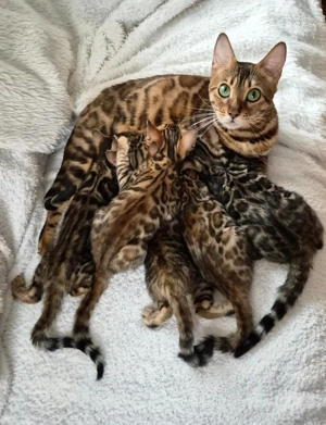 Reinrassige Bengal-Kitten mit Stammbaum