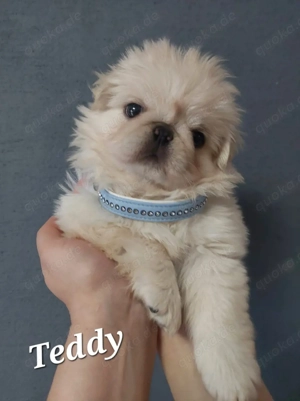 Bezaubernder altdeutscher Mopswelpe weiß (Fluffy)