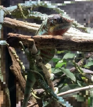 chamäleon furcifer pardalis panther