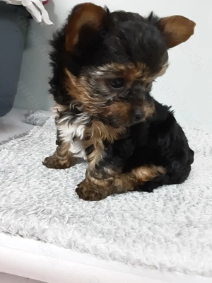 Reinrassiger Yorkshire Terrier Welpe Mädchen verkaufen