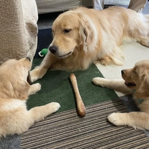 Golden-Retriever-Welpen( WhatsApp uns 17665031901)