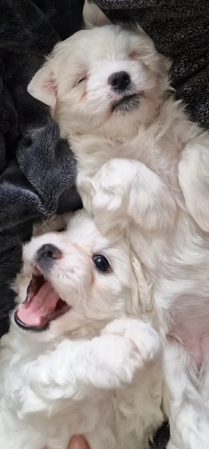 Zauberhafte Malteser-Havaneser Welpen 