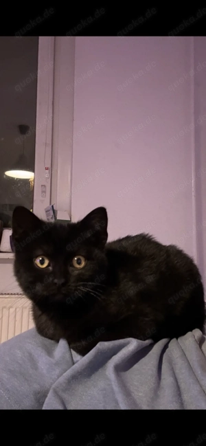 Süße BKH Maus 12 Wochen