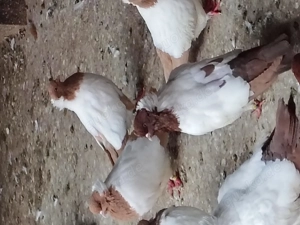 Englische Nonnen in Gelbe und Rot. Bild 2