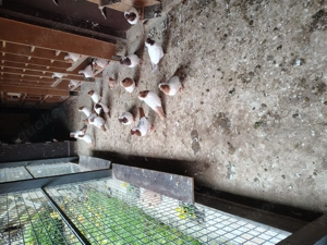 Englische Nonnen in Gelbe und Rot. Bild 3