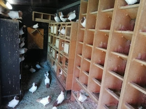 Englische Nonnen in Gelbe und Rot. Bild 4