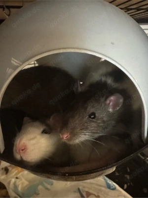 Ratten jungs Abzugeben 