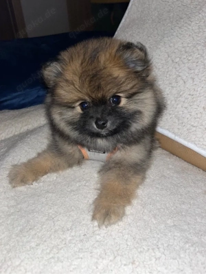 Pomeranian Zwergspitz Welpen