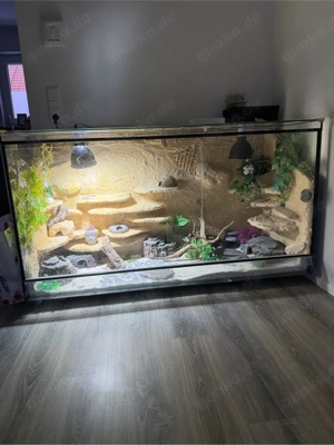 leopardgeckos mit Terrarium 