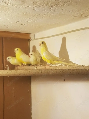 Verkaufe 2 Paar Singsittiche Lutino