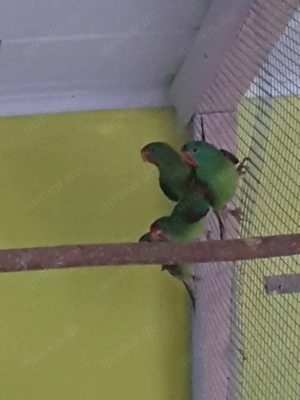 Verkaufe 2 zuchtreife Schwalbensittiche