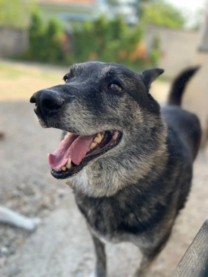 Wer gibt dem älteren Boris eine Chance auf ein Zuhause? Bild 7