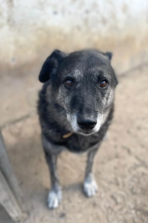 Wer gibt dem älteren Boris eine Chance auf ein Zuhause? Bild 5