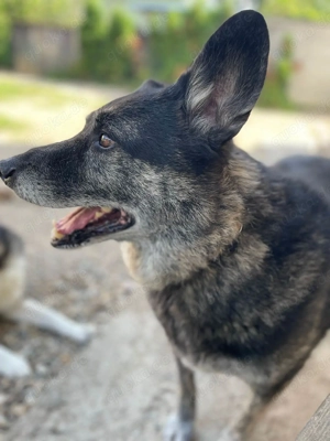 Wer gibt dem älteren Boris eine Chance auf ein Zuhause? Bild 9