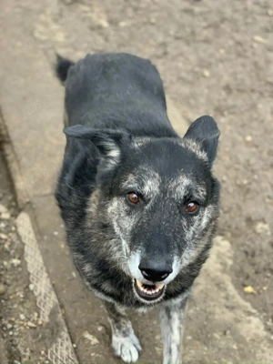 Wer gibt dem älteren Boris eine Chance auf ein Zuhause? Bild 6