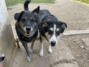 Wer gibt dem älteren Boris eine Chance auf ein Zuhause? Bild 4