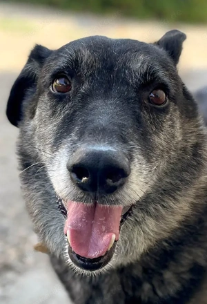 Wer gibt dem älteren Boris eine Chance auf ein Zuhause? Bild 10