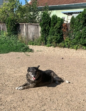 Wer gibt dem älteren Boris eine Chance auf ein Zuhause? Bild 2