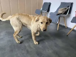 Croisant; z. Zt. in Ungarn, ist ein junger Hund, der einfach Spaß macht.