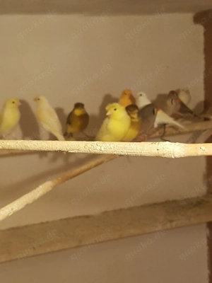 Verkaufe verschiedenfarbige Kanarienvögel