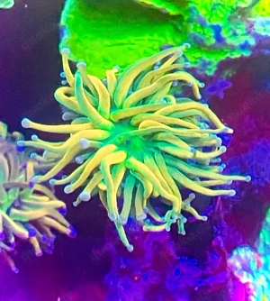 euphyllia bananna torch meerwasser ableger selten 