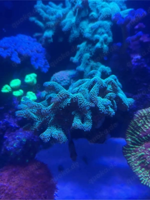 Seriatopora Caliendrum Grün Bild 2