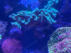 Seriatopora Caliendrum Grün
