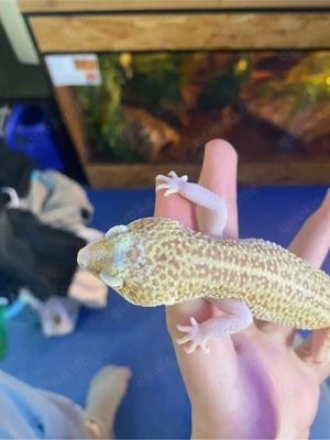 Leopardgecko Raptor Tremper Albino Dame zum tausch oder zum verkauf   Bild 3