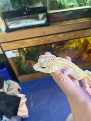 Leopardgecko Raptor Tremper Albino Dame zum tausch oder zum verkauf   Bild 2